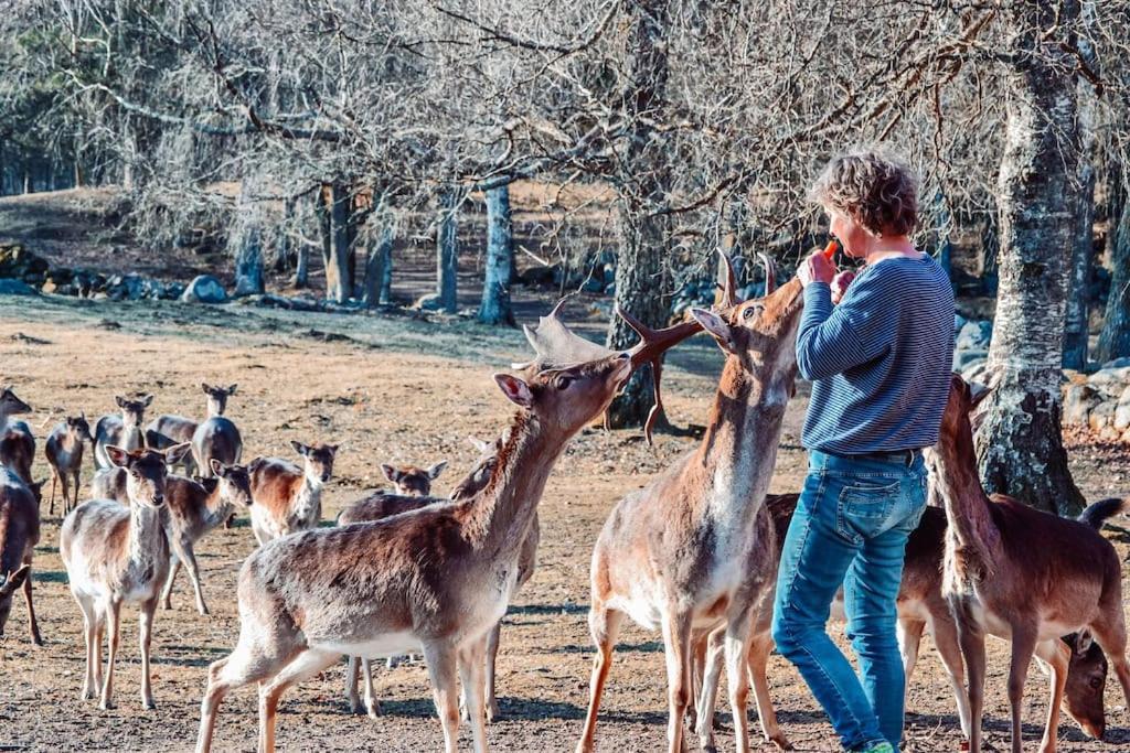 Damwildfarm In Rollerbue Suedschweden Villa Tyringe Ngoại thất bức ảnh