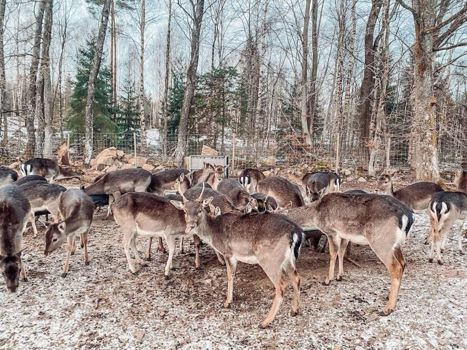 Damwildfarm In Rollerbue Suedschweden Villa Tyringe Ngoại thất bức ảnh