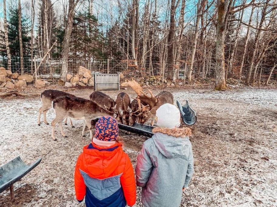 Damwildfarm In Rollerbue Suedschweden Villa Tyringe Ngoại thất bức ảnh