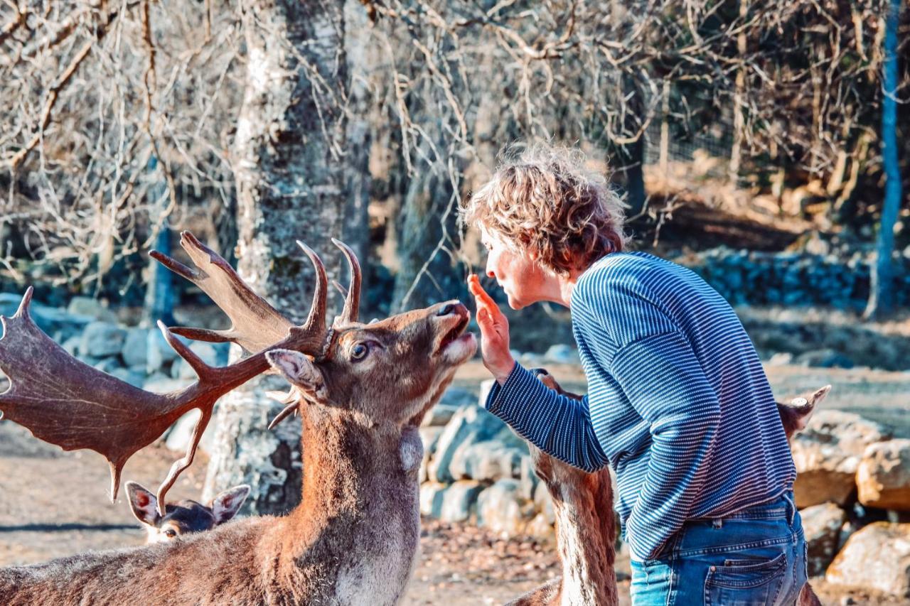 Damwildfarm In Rollerbue Suedschweden Villa Tyringe Ngoại thất bức ảnh