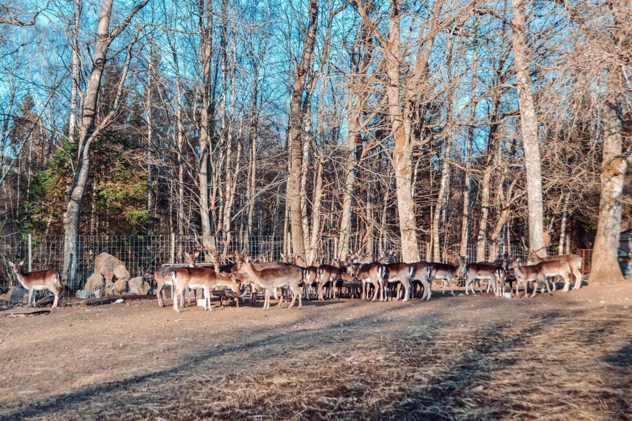 Damwildfarm In Rollerbue Suedschweden Villa Tyringe Ngoại thất bức ảnh