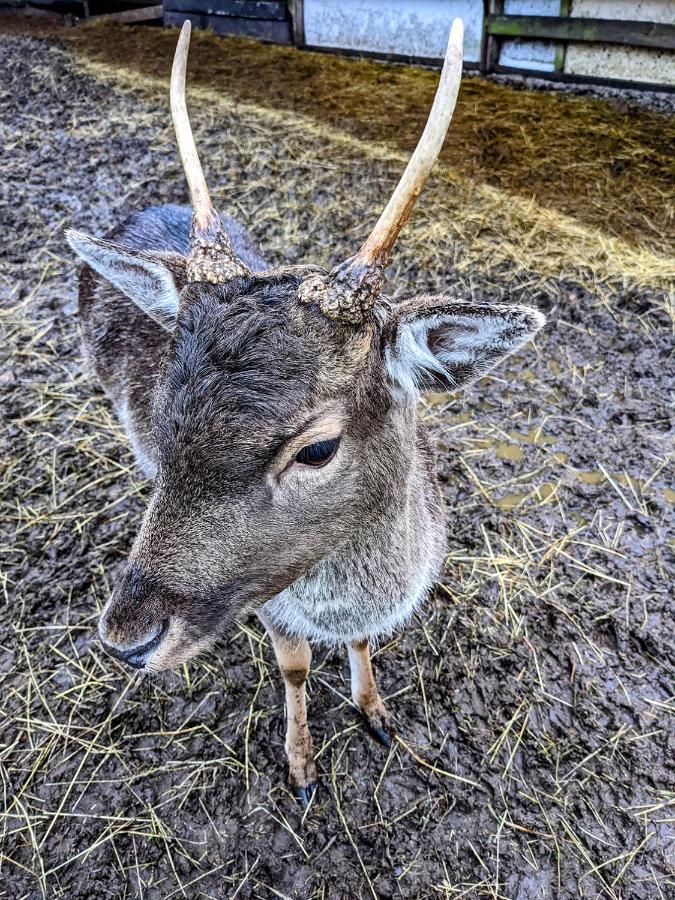 Damwildfarm In Rollerbue Suedschweden Villa Tyringe Ngoại thất bức ảnh