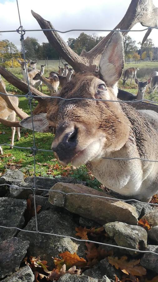 Damwildfarm In Rollerbue Suedschweden Villa Tyringe Ngoại thất bức ảnh